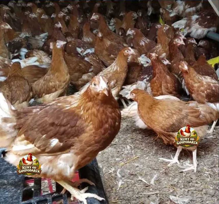 Kury Nioski Lohmann Brown Sandy Rosa Leghorn Dominant Greenshell