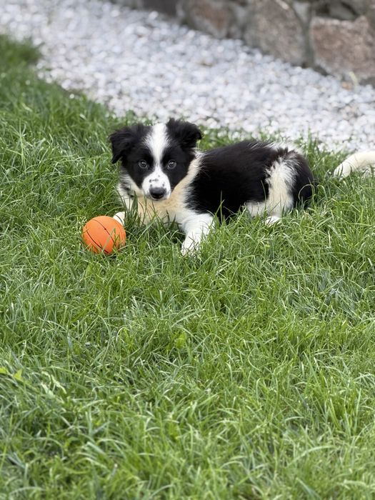 Czarno biała suczka border collie