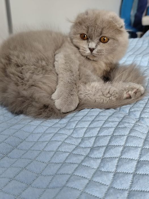 British longhair