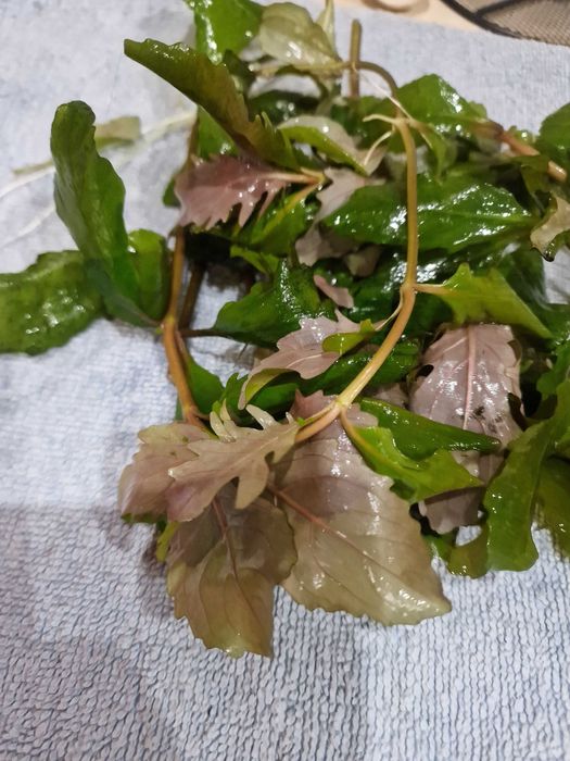 Roślinki akwariowe 5 zl woreczek