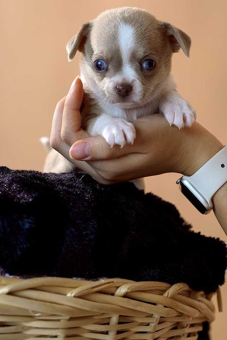 Маленькие малыши с огромным любящим сердцем, для лучших родителей!!!