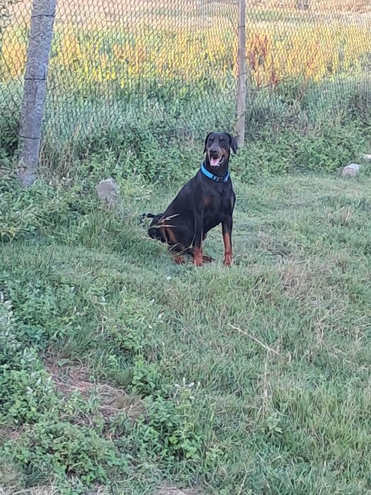 Excelente Dobermann