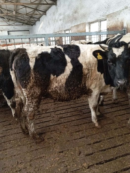 Sprzedam jałówki wysokocielne