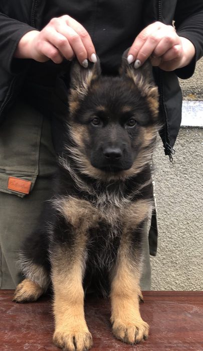 Цуценята німецької вівчарки КСУ