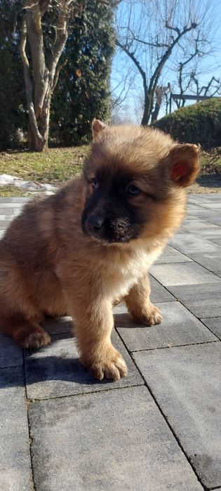 Szczeniaki w typie Owczarka Niemieckiego