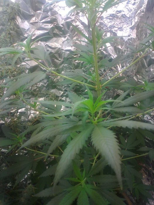 5g Godfather OG Susz Roślinny cbt cbl cbc Legalne ! Działa !