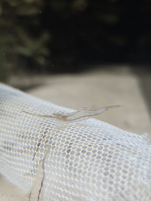 Krewetka caridina gracilirostris pinokio