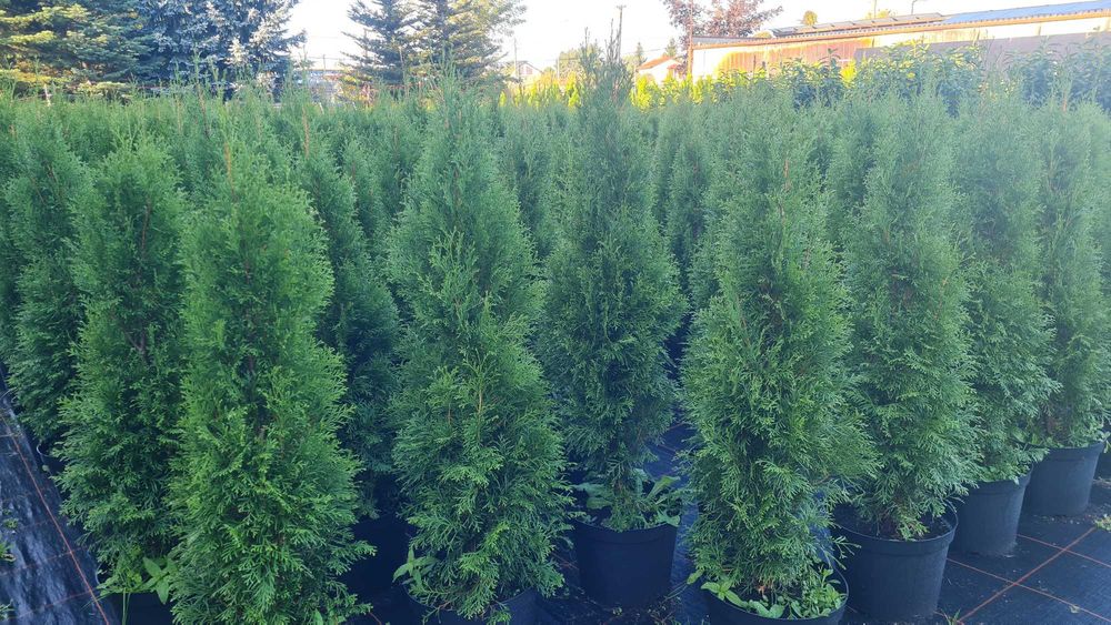 Tuja Szmaragd 120 cm PREMIUM – 33% taniej! Thuja Smaragd, tuje szmaragdowe na żywopłot, doniczka 10 l, własny transport