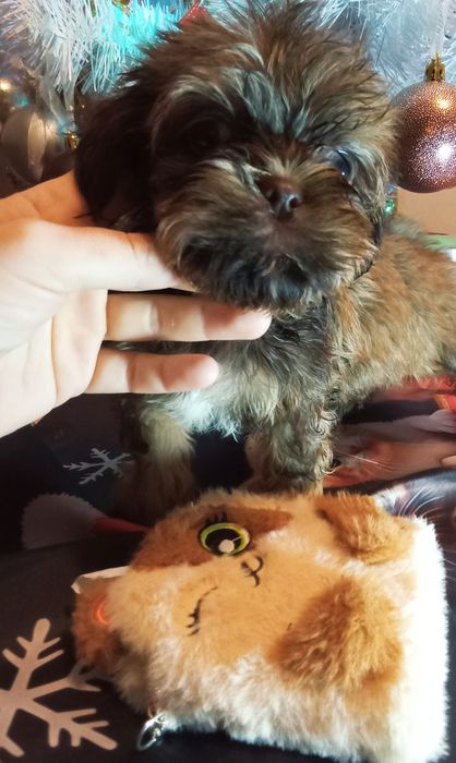 Fuks unikatowy mini shih tzu / domowa hodowla