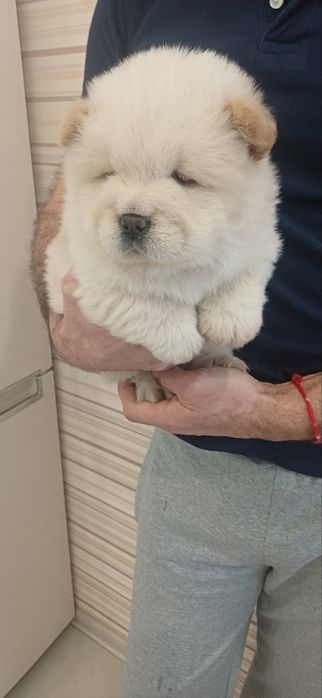 Чау чау,дівчатка та хлопчики,КСУ FCI