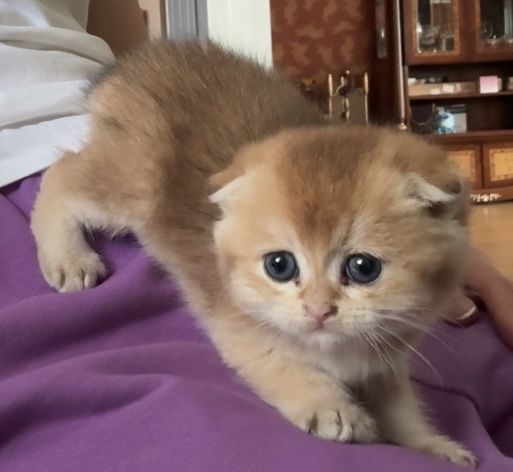 Котик золота шиншила