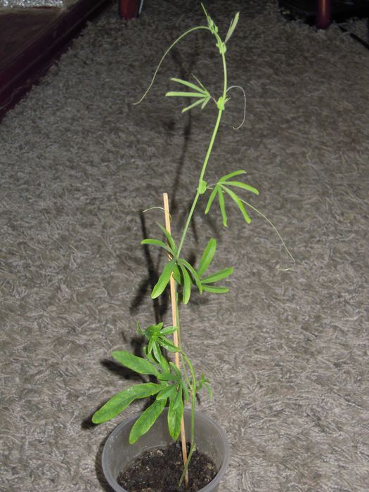 Пассифлора  цветущая. Лавандовая Леди. Молодые отростки.