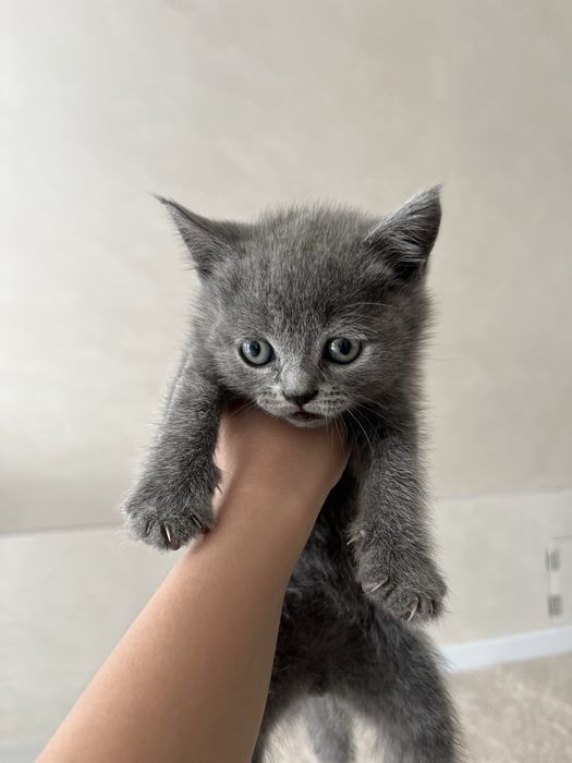 шотландські котята