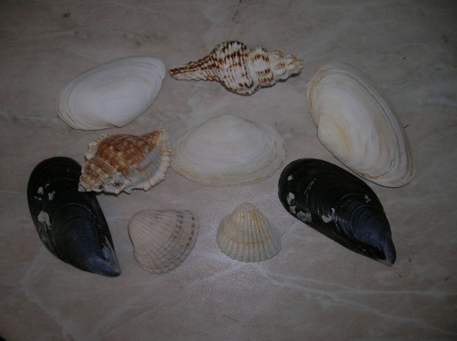 Ракушки для аквариума
