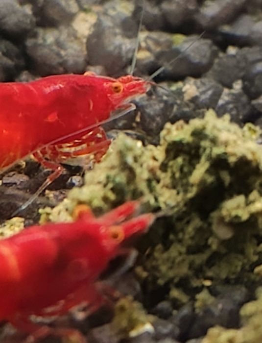 Neocardina Bloody Mary OE „Red Demon” (Orange Eye) – Kranówka!
