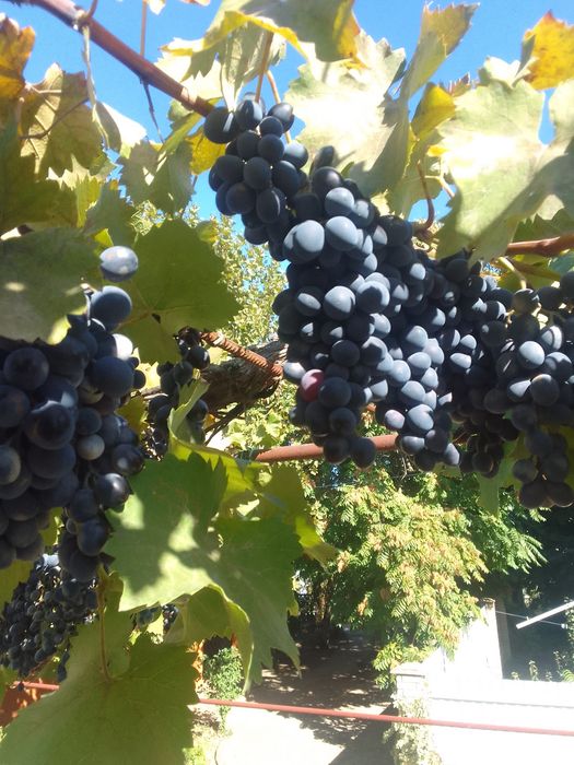 Мой Виноград  Молдова Днестровский