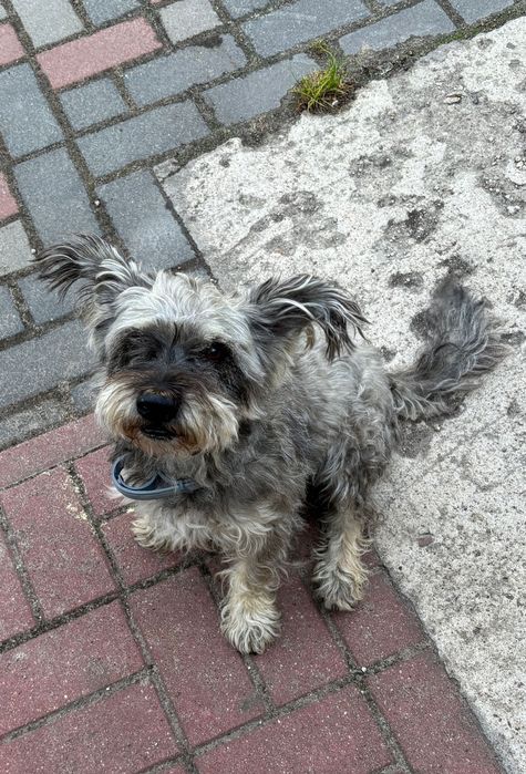 znaleziono pieska samczyk wielkości yorka