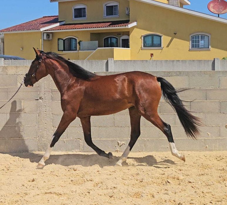 Poldra Lusitana (com 2 anos)