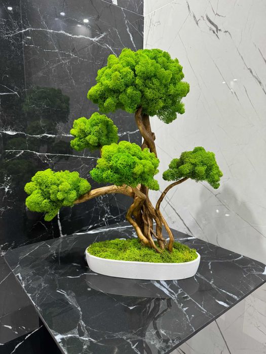 Due drzewko Bonsai z mchu chrobotka 52 CM; chrobotek reniferowy ask   OLX.pl