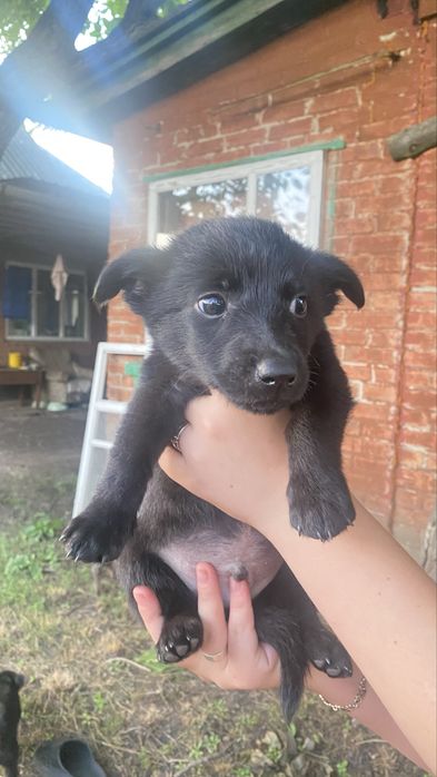 Відам цуциків безкоштовно