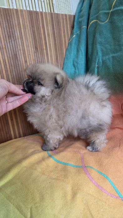 Померанский шпиц мишка