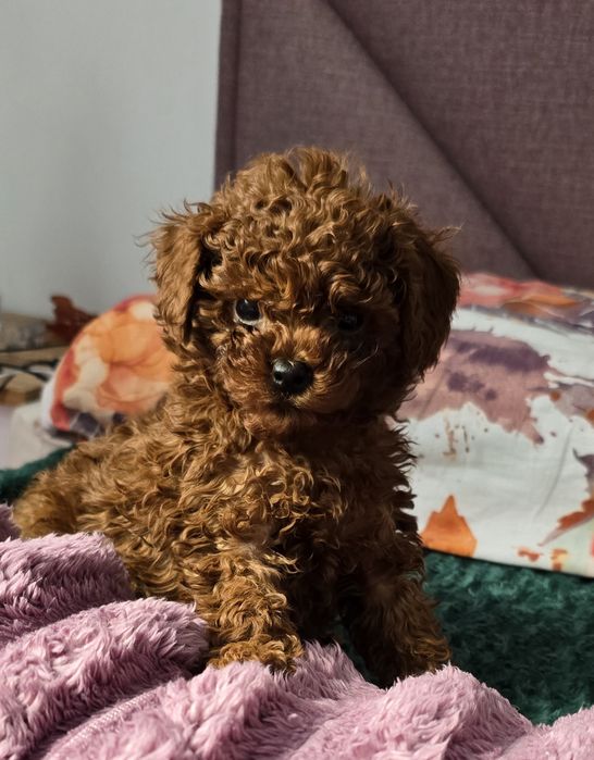 Pudel toy red brown sunia