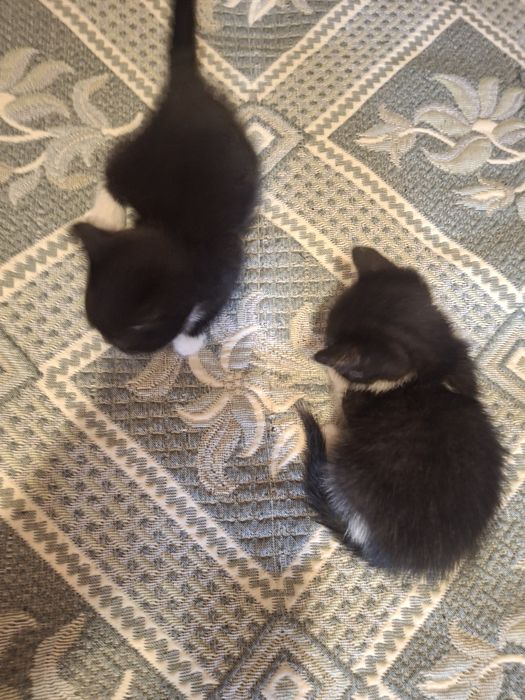 Кошенята, котики, киця