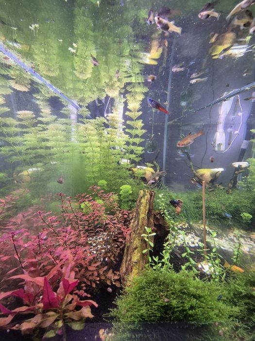 Planta Aquario Ludwigia Super Red