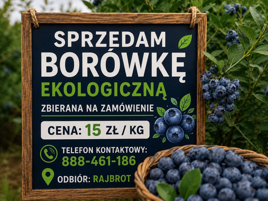 Borówka amerykanska na sprzedaz