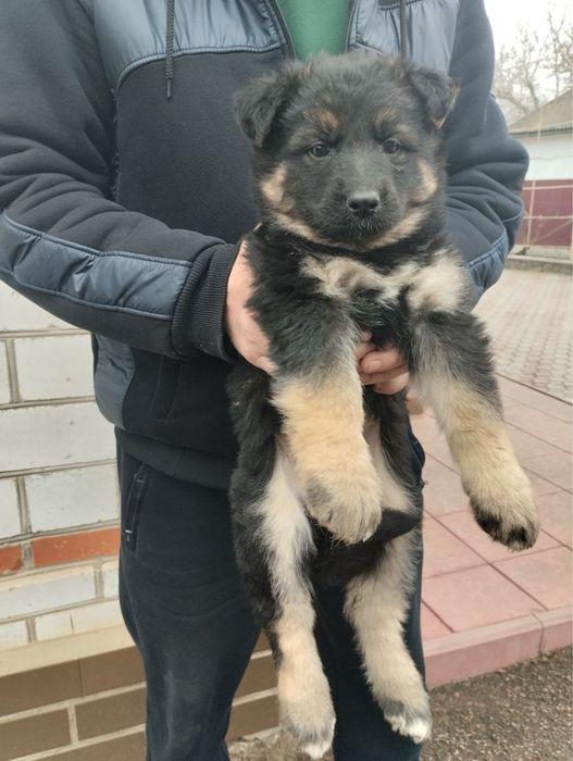 Продам цуценят Німецької вівчарки