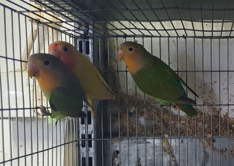 Agapornis roseicollis - Com sexagem e documentação