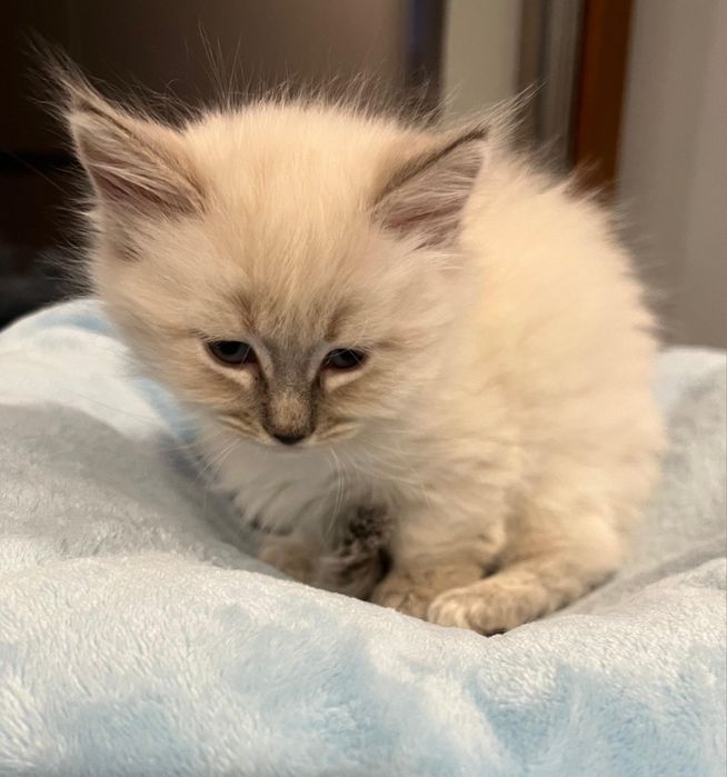 Kot Rasy Munchkin Krótkołapy - Carska Maskotka*PL