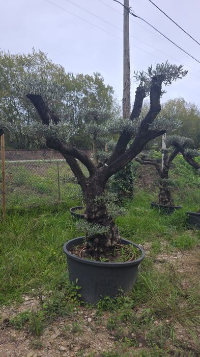 Oliveiras bonsai vários portes