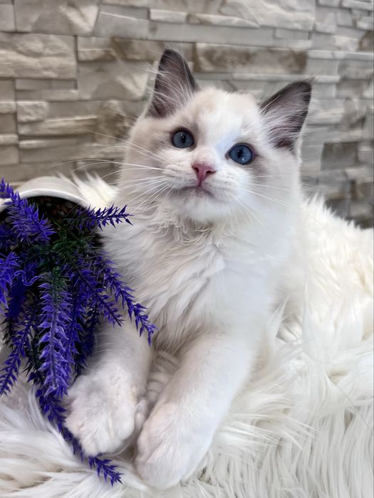 Ragdoll kocur Alex , rodowod FPL.
