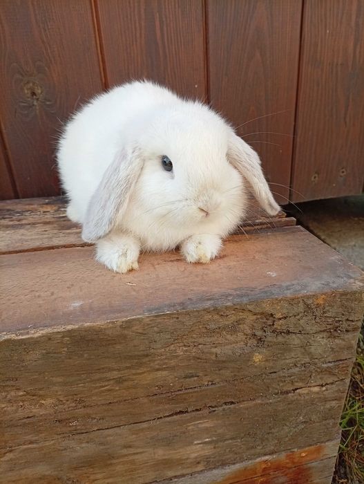 Króliczki Mini Lop (młode)