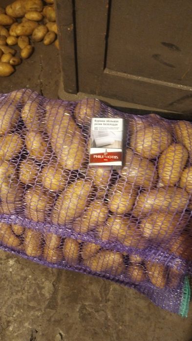 Продам картоплю домашню