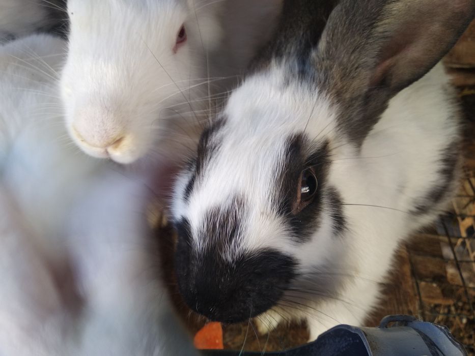 Кроленята. Кролята. Кролі.