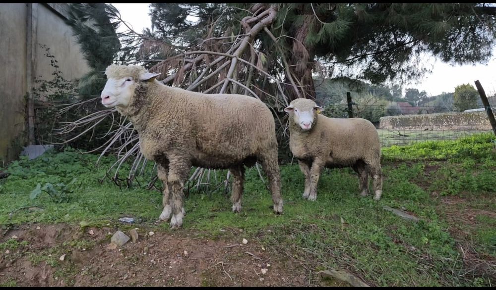 Carneiro Ile-de-France