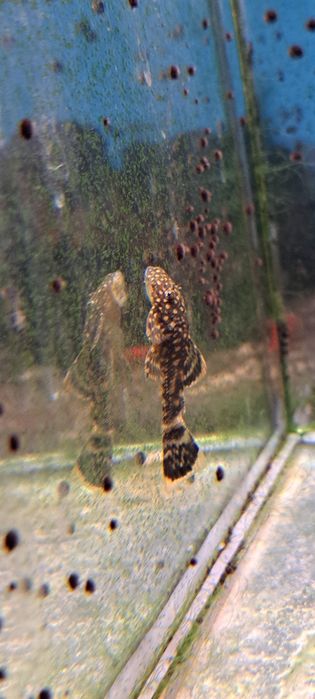 Glonojady ancistrus weloniaste oraz standard