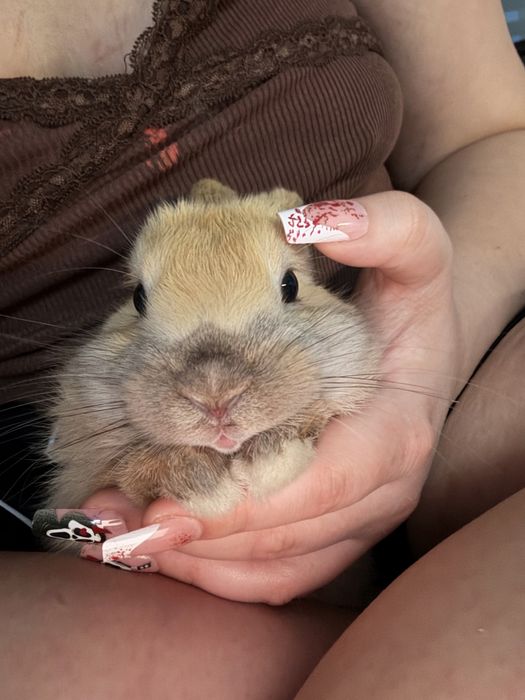 Królik miniaturkowy