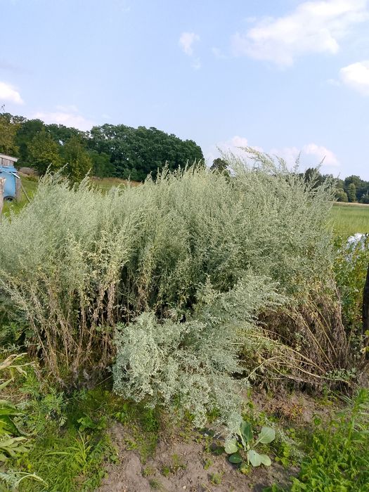Piolun kwitnący suszony ekologiczny 200 gram
