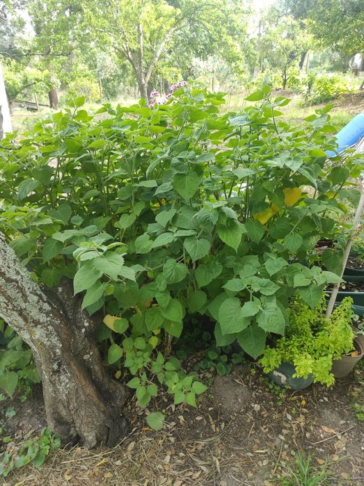 Vendo planta de fisalis