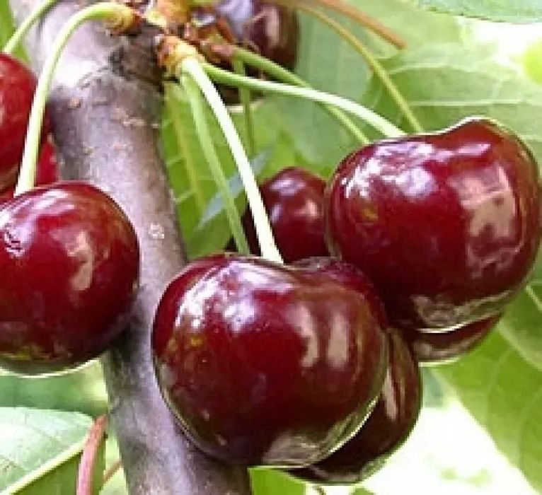 Продам саженці черешні