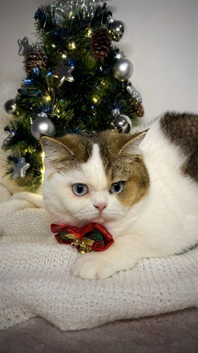 Brytyjska  niebieskooka  fy 03 61 DBE