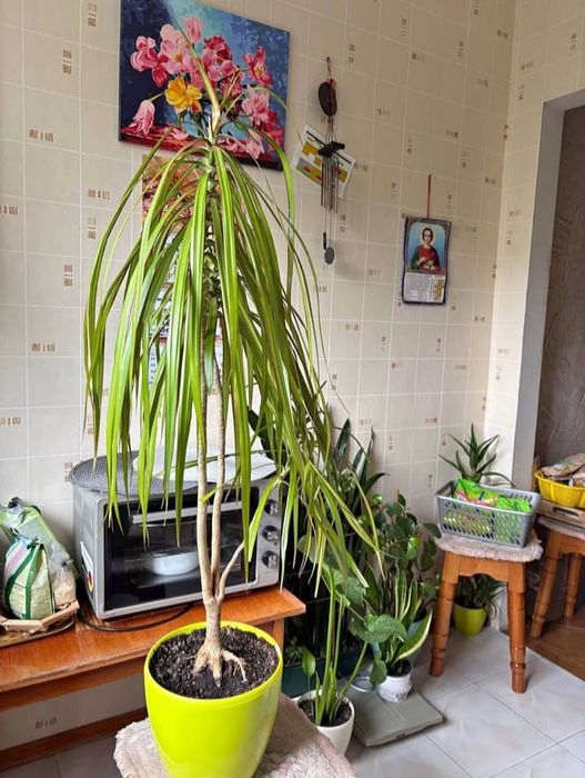 Стреліція двох видів, Драцена