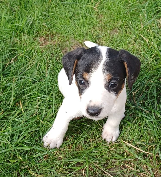 Sprzedam szczenię Jack Russel Terrier
