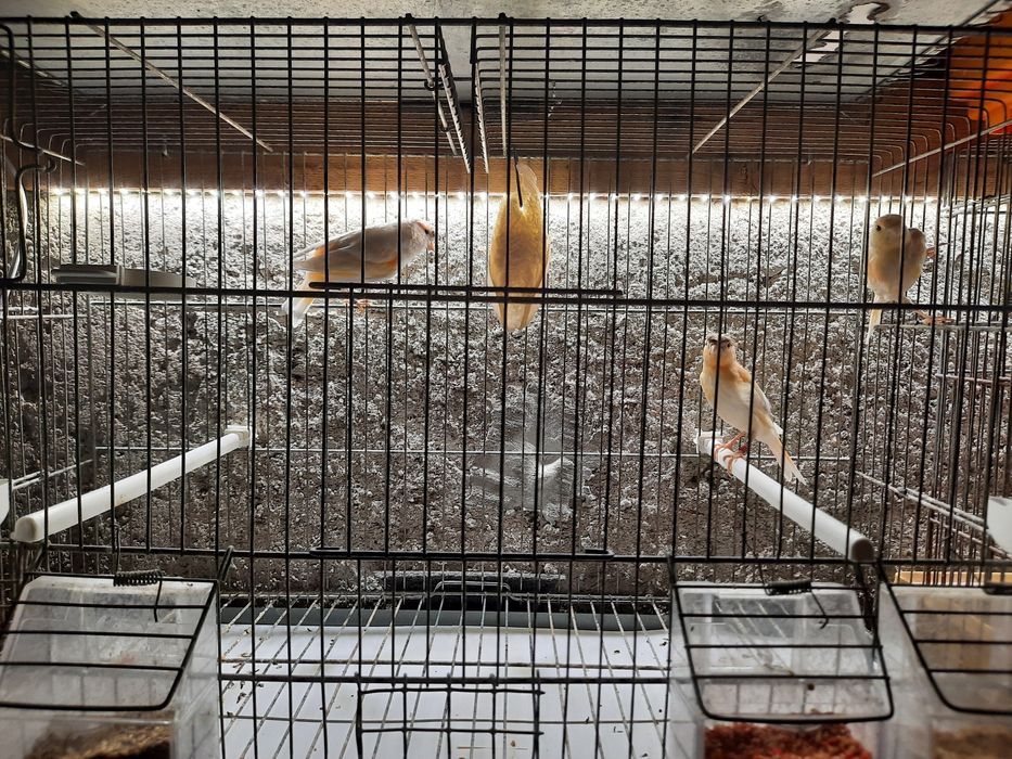 Canários para venda