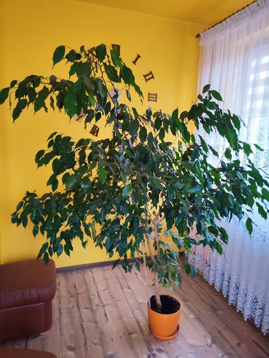 Kwiat Benjamin duży