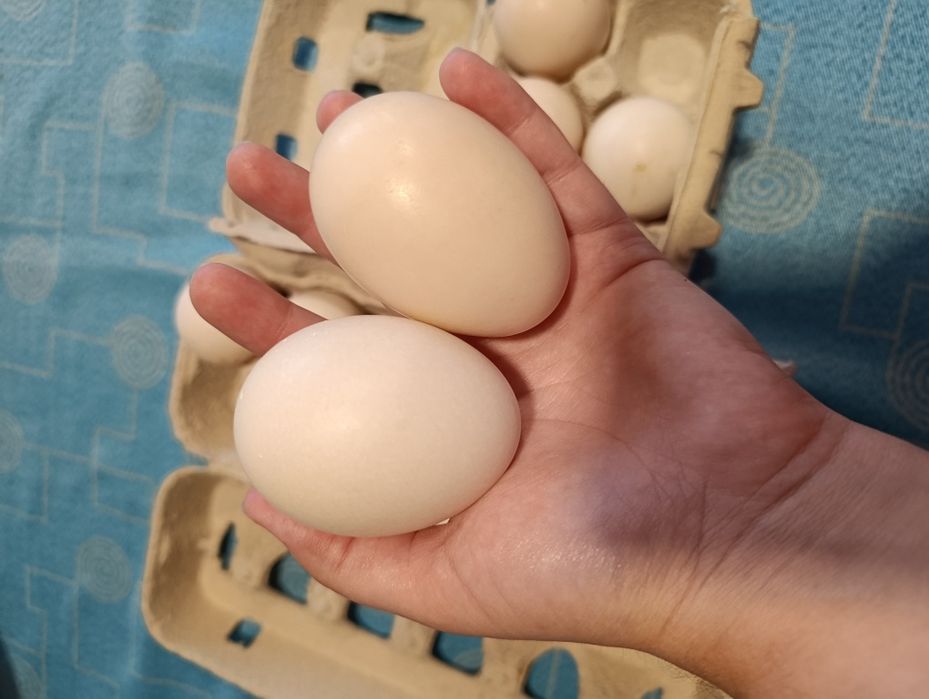 Ovos galados de Pato Mudo
