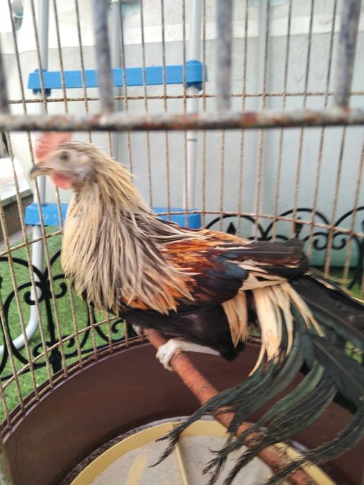 Garnizos machos Sebright e Phoenix